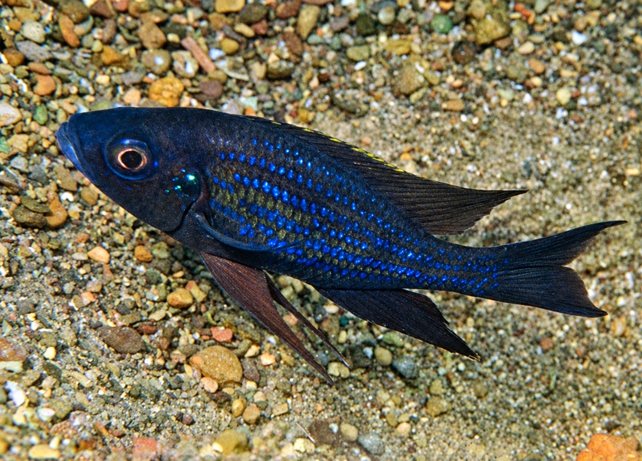 Aulonocranus dewindti 'Chituta Bay'